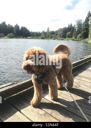 Puffy Australian Labradoodle dog walks on dock by lake on sunny day in harness and leash Stock Photo