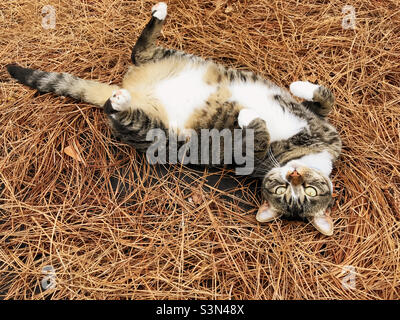 Short haired female tabby cat being playful as she rolls around in the pine straw. Stock Photo