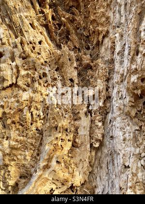 A section of a rotting tree with wormholes-abstraction Stock Photo