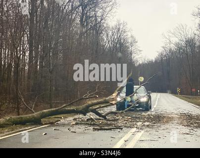 tree overturned on the road Stock Photo