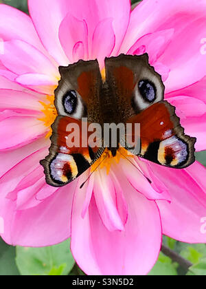 Beautiful butterfly standing on a colourful flower Stock Photo - Alamy