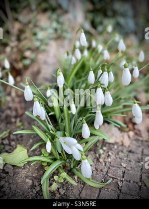 Spring snowdrops white flowers UK Stock Photo