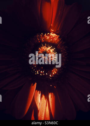 Macro details of Gerbera flower Stock Photo
