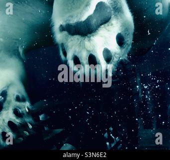 Polar bear paws underwater through glass with bubbles, swimming polar bear with paw close up Stock Photo