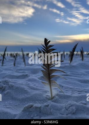 Bird feathers in a labyrinth on white sand beach with sunset sky background Stock Photo