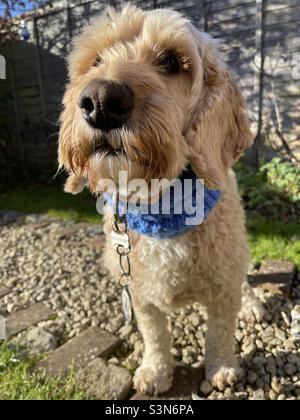 Buzz Reynolds Cockapoo in a snood garden pet dog Stock Photo