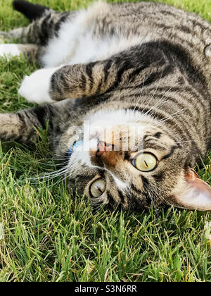 Female short haired tabby cat enjoying the zoysia grass in her backyard. Stock Photo