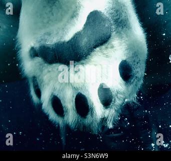 Closeup of the paw and toes of a swimming polar bear through glass Stock Photo