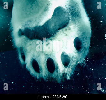 Close up of the toes and paw of a swimming polar bear surrounded by bubbles as seen through glass Stock Photo