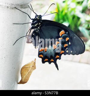 Newly emerged spicebush swallowtail butterfly from its chrysalis that is attached to a rocking chair on a front porch. Stock Photo