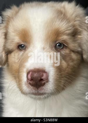 Australian Shepherd puppy, Stock Photo