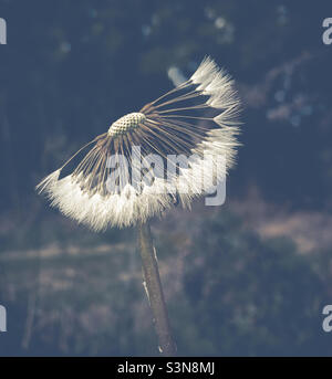 Part of a dandelion clock, soft and white Stock Photo