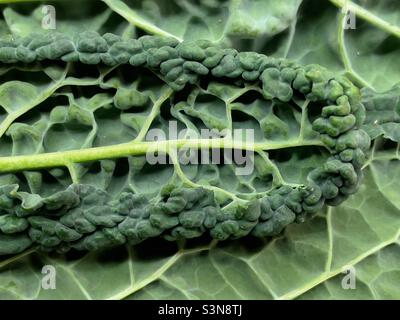 A leaf of Cavalo Nero or black cabbage showing the veins Stock Photo
