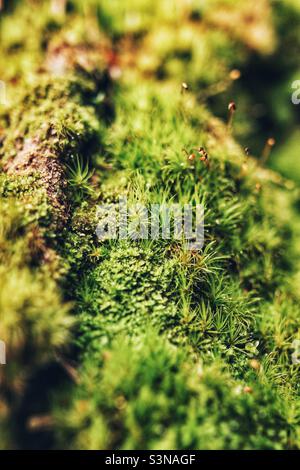 Close up of moss on a tree in Washington State Stock Photo