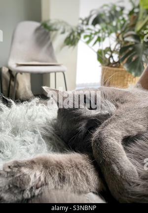 Sleepy shorthair cat looking at the camera Stock Photo