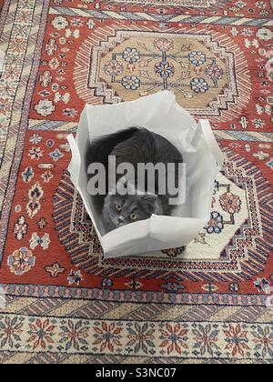 Young Blue Persian cat in a paper bag on colorful woolen carpet. Stock Photo