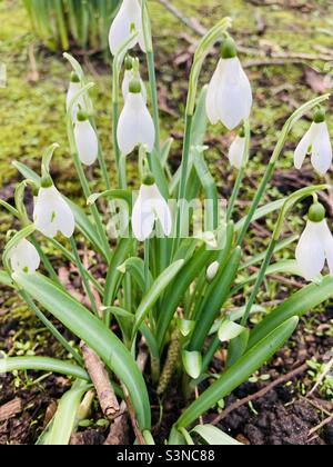 Snowdrops in the Spring Stock Photo