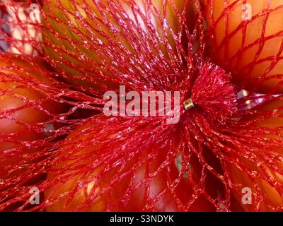 A plastic net full of tomatoes in close up with a metal closure Stock Photo