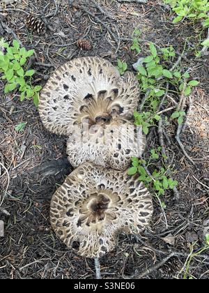 Hawk&rsquo;s Wing Mushroom (Sarcodon imbricatus) .A person&rsquo;s hands show just