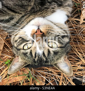 Upside down short haired female tabby cat. She is rolling around in the pine straw. Stock Photo
