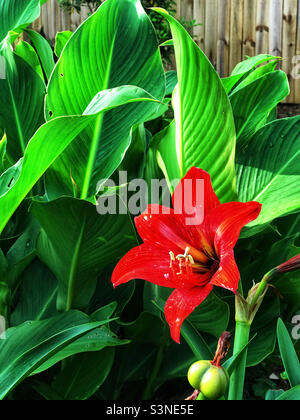 Beautiful red colored amaryllis flowers growing in a backyard garden. Stock Photo