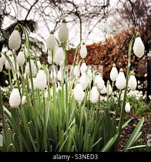 Snowdrops in closeup in a garden in wintertime, United Kingdom Stock Photo