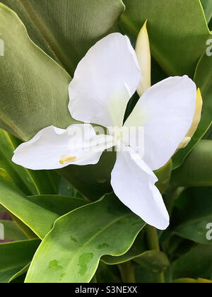 White ginger lily flower blossom. Stock Photo