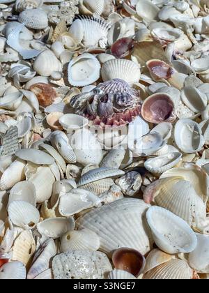Seashells on Sanibel Island in Florida Stock Photo