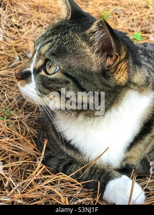 Pretty short haired female tabby cat laying in pine straw. Stock Photo