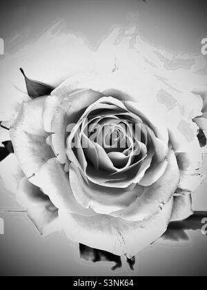 Black and white rose. Stock Photo