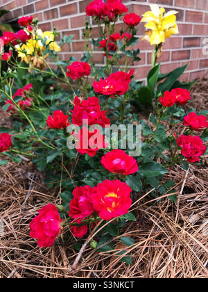 Petite red roses growing in a flower garden. Stock Photo