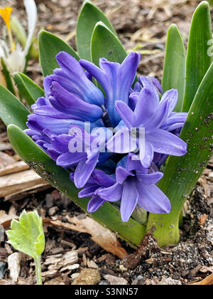 Bluish purple hyacinth flower blossoms. Stock Photo