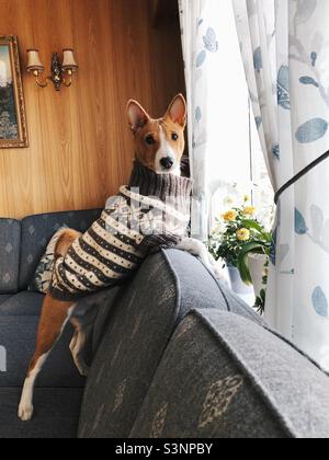 Adorable male Basenji puppy in knitted jumper Stock Photo