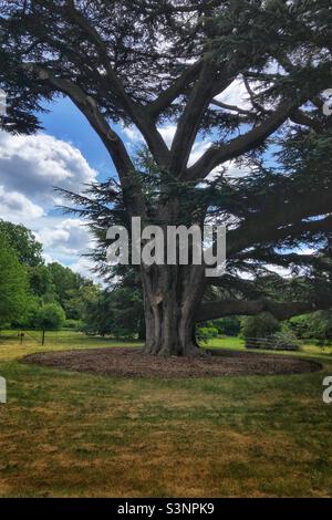 Oldest tree in Enfield, North London Stock Photo