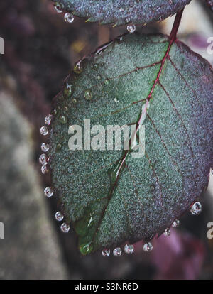 Raindrops on roses - water droplets on a purple and green rose bush leaf Stock Photo