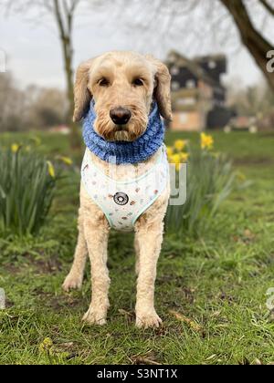Springtime Buzz Reynolds Daffodils Houghton Mill Cockapoo Dog Stock Photo