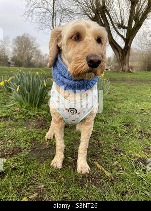 Buzz Reynolds Cockapoo dog springtime Stock Photo