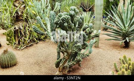 Different types of unusual cacti in a Moroccan decorative garden Stock Photo
