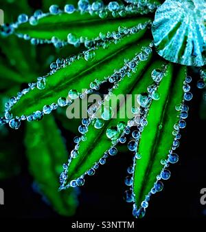 Rain droplets on Lupin leaves. Stock Photo