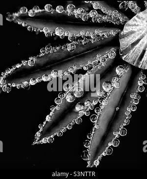 Water droplets on Lupin leaves. Stock Photo