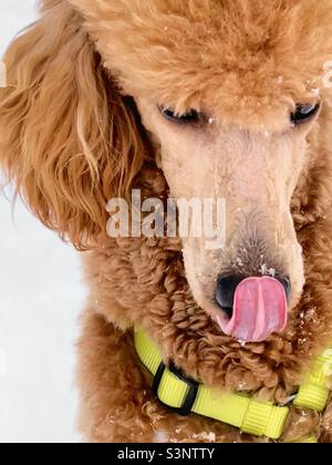 Red miniature poodle puppy dog licking his lips and snow Stock Photo