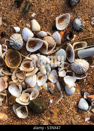 Shells on the beach Stock Photo