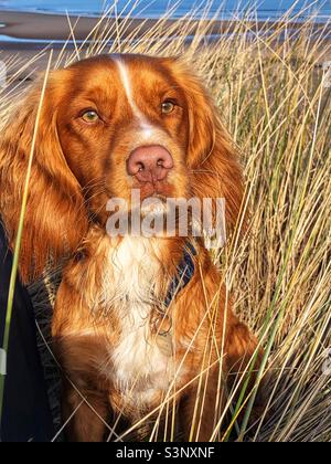 Red haired Cocker Spaniel in the sand dunes Stock Photo