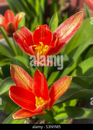 Close-up of two bright red and yellow Kaufmanniana tulips growing in a garden pot in early spring, with more blooms blurred in the background. Stock Photo