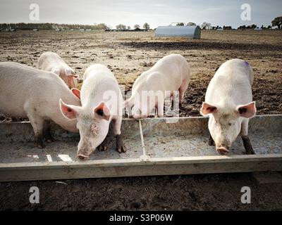 Pigs are seen eating food from a trough on a farm in Norfolk, east England. Stock Photo