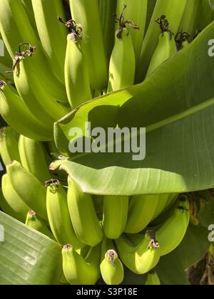 Green bananas on tree, closeup of organic fruit. Stock Photo