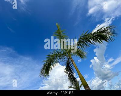 Palm trees against blue sky with white fluffy clouds Stock Photo