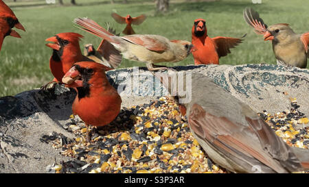 A fun action eye level up close view of multiple Northern Cardinals in Missouri eating seeds from a birdbath on a sunny day.  North American Birds. Stock Photo