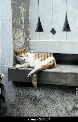 Cat relaxing on window sill New Orleans Louisiana Stock Photo