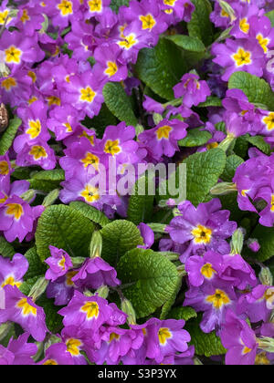 Close-up of a dense clump of common primrose blooming in a garden in early spring, with purple and yellow flowers and bright green foliage.